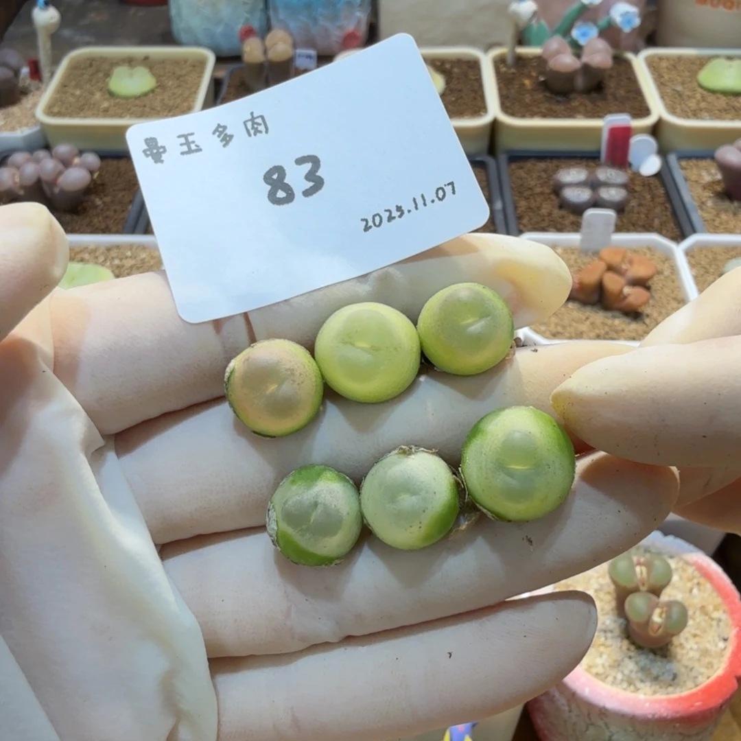 阿***韵多肉多肉多肉11.7-083