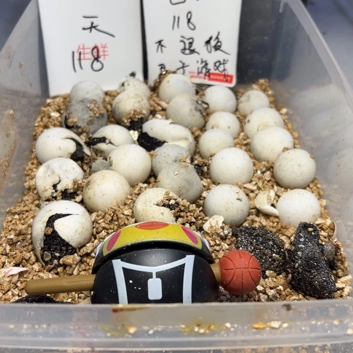 不分公母小鳄龟佛蛋代开不退换