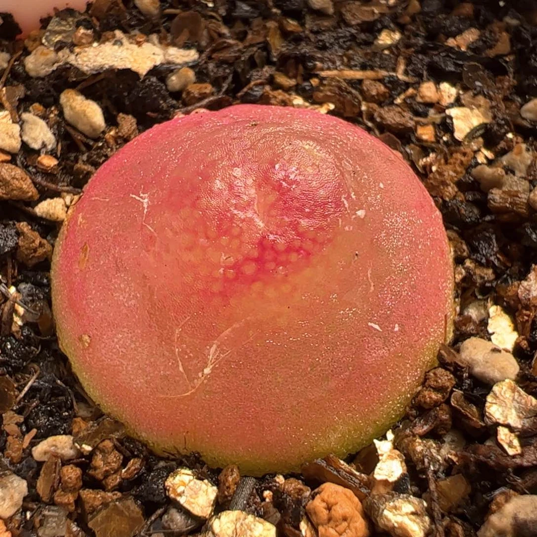 651多肉植物百科