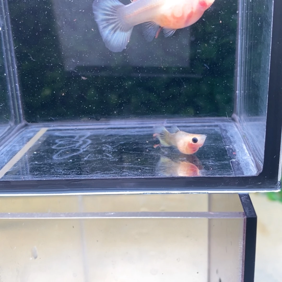 孔雀鱼小蜜蜂玻璃猫一对，送俩瑕疵