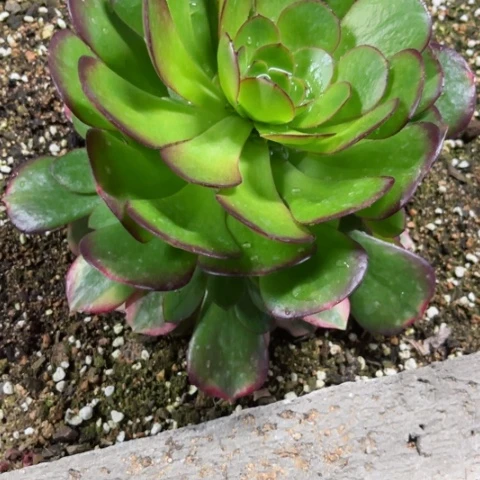 流**叶多肉植物雨荷锦，