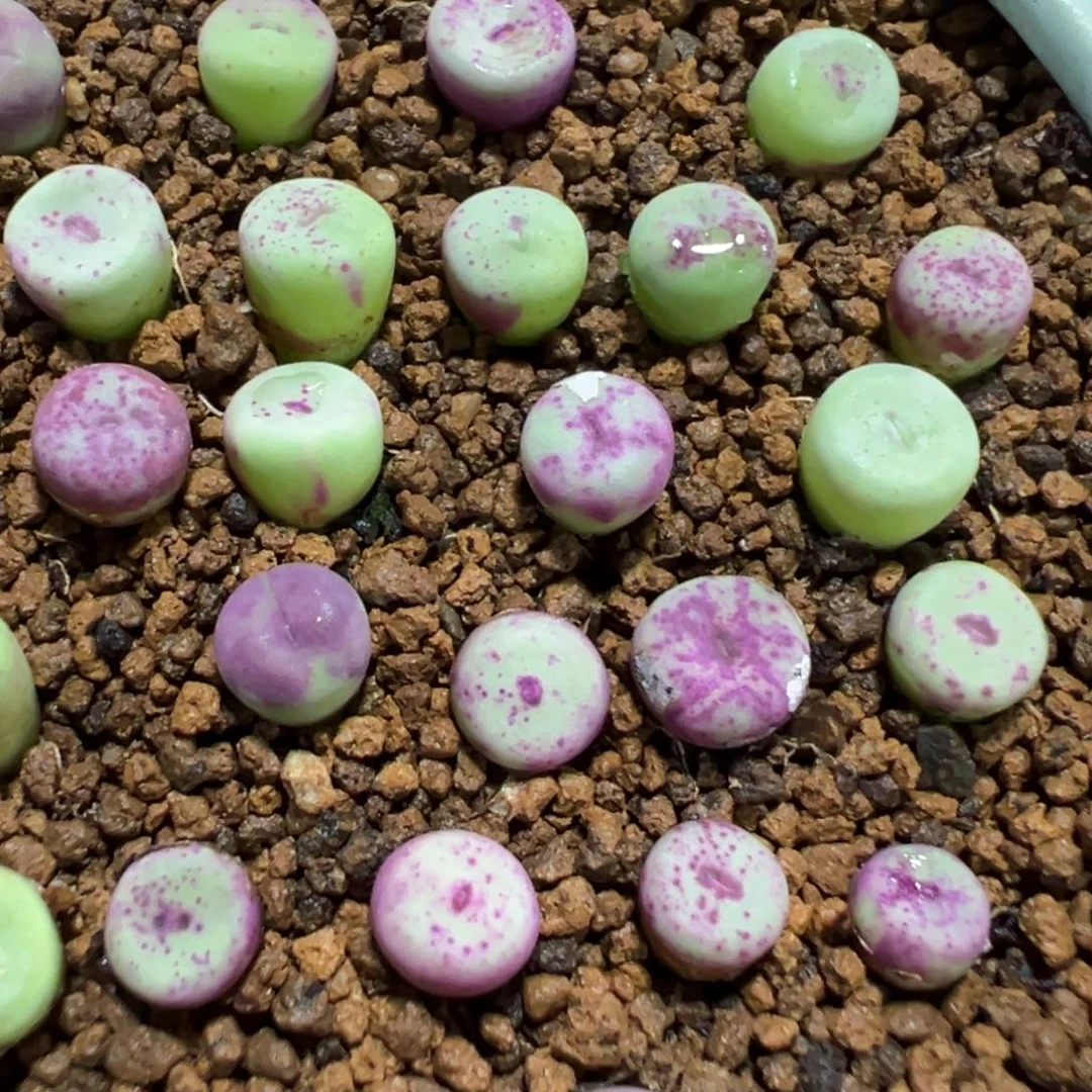 量拍TS427小红嘴一颗