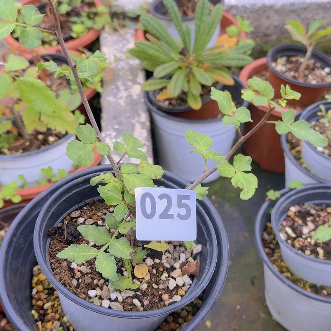 【闪购商品】#***$块根植物