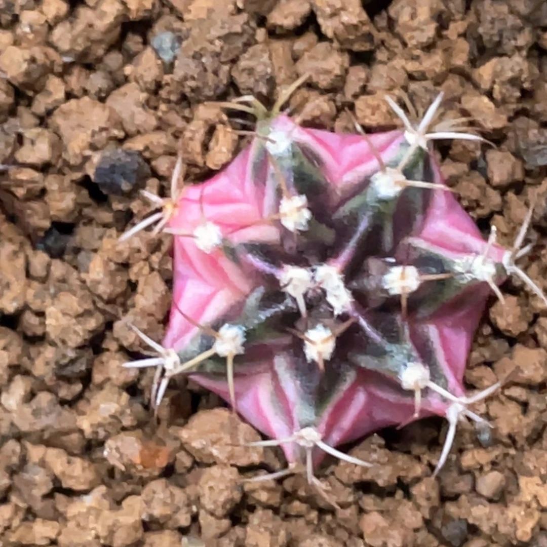 当前无花朵，栽培后可花朵粉臀黑顶