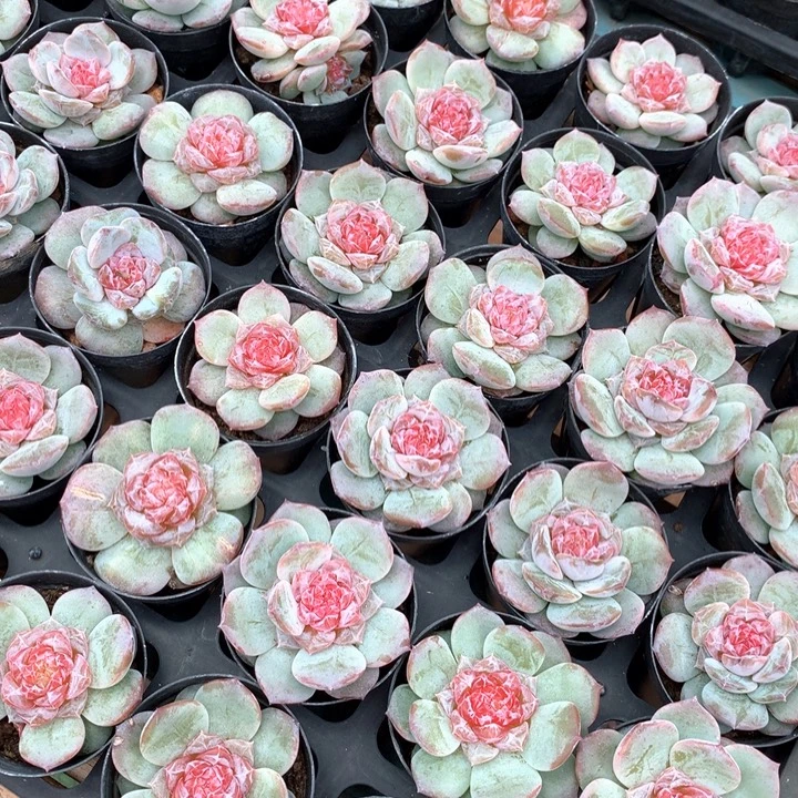 带盆土梨花暮雨两单包邮