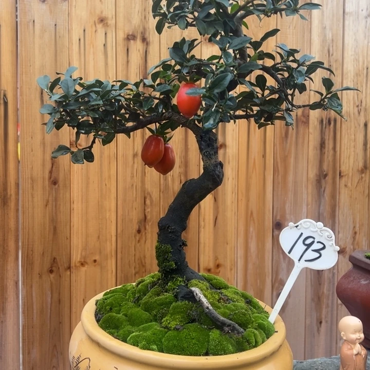 无花朵金弹子盆景一物一拍