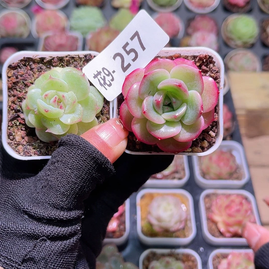 花09-257新品珍妮2颗