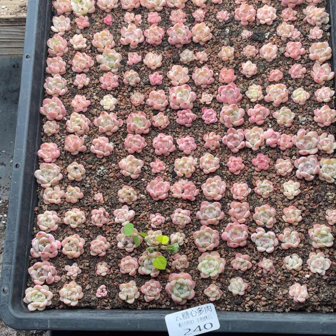 云糖心多肉植物240