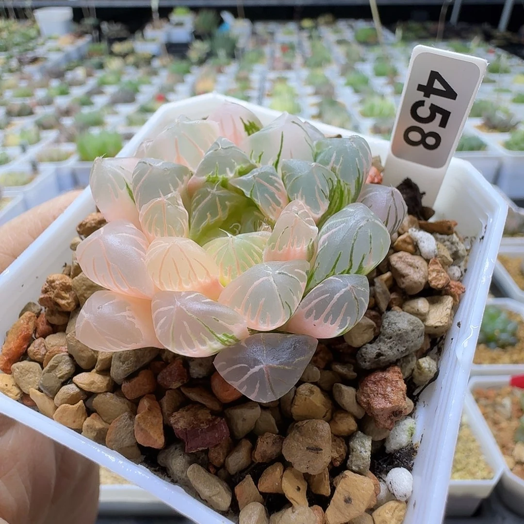 458实生优选玉露锦