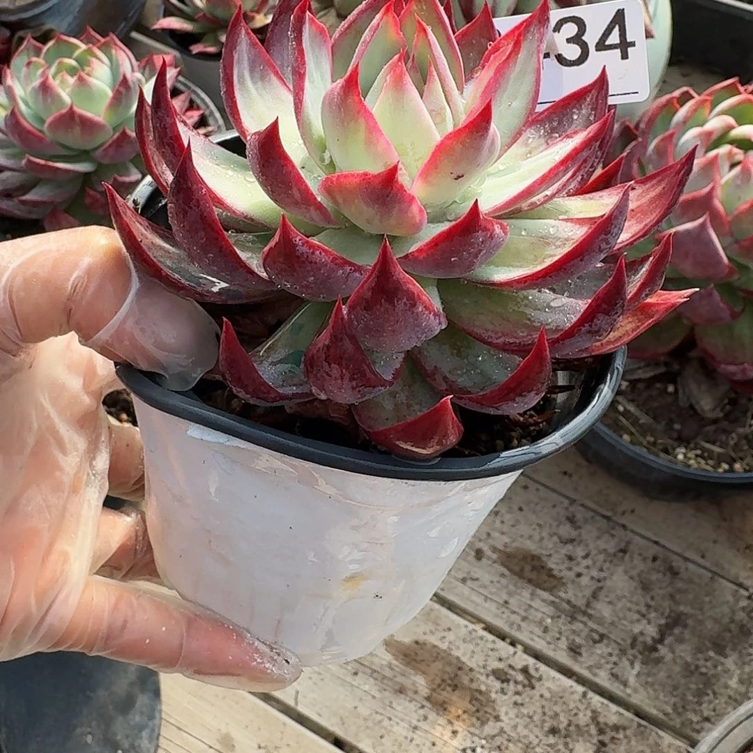 惊鸿仙子 3434...........