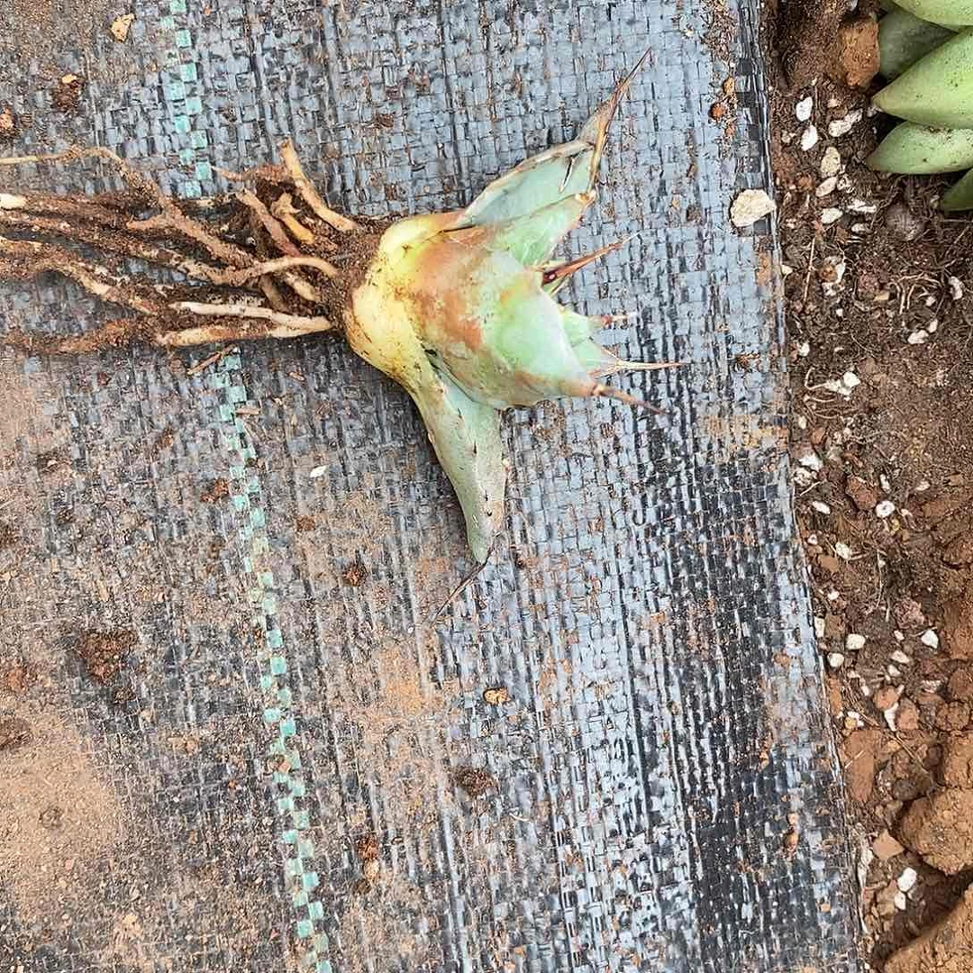 曼陀罗龙舌兰虚空藏1