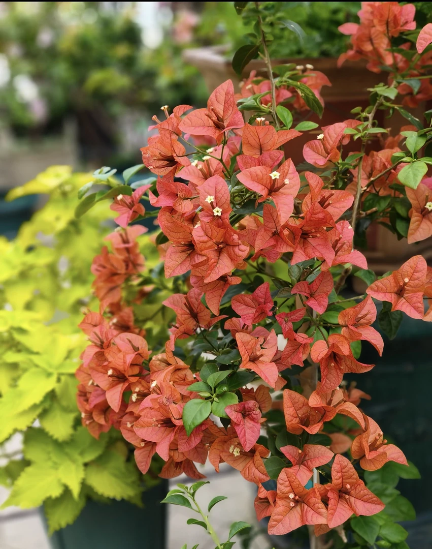 【佩德罗】三角梅复古花色勤花好养