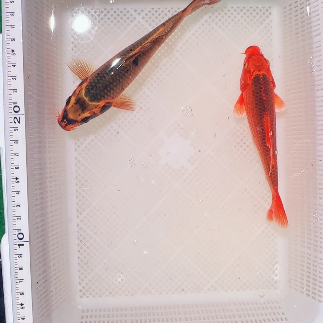 锦鲤活体锦鲤 包寄包损
