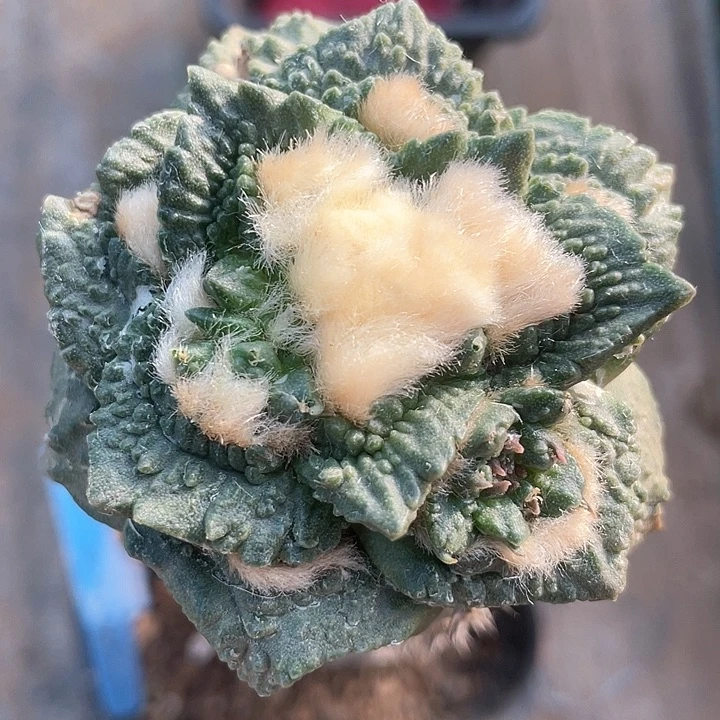 仙人球袖浦接哥斯拉5.9公分310满39包邮