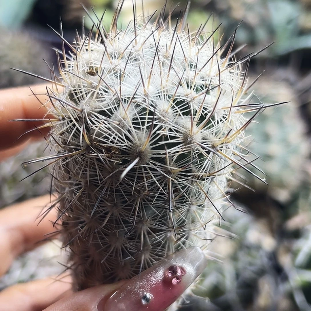 藤荣丸仙人球66666666