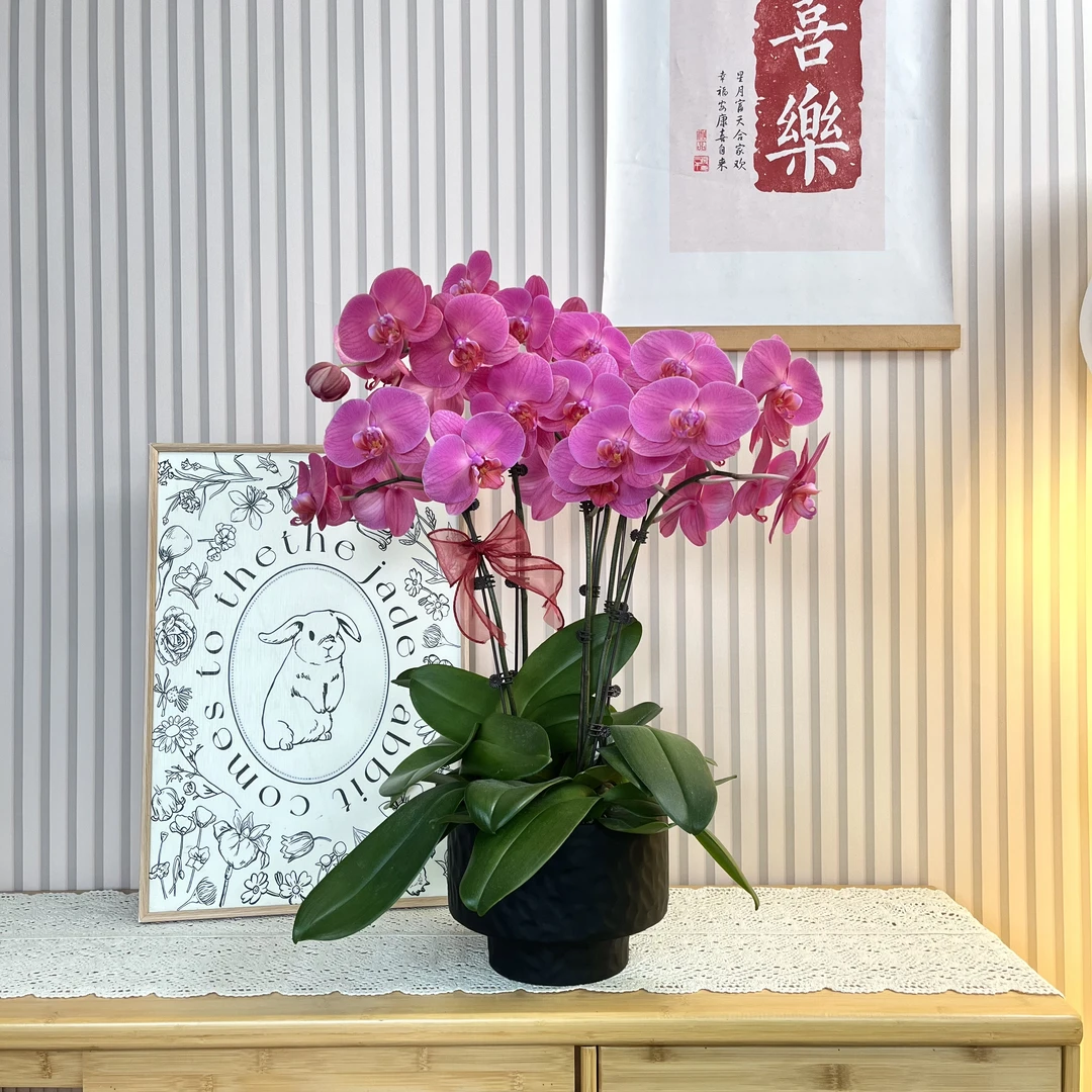 【金砖】经典蝴蝶兰大花复古正红色 乔迁新居送人送礼 室内装饰花卉