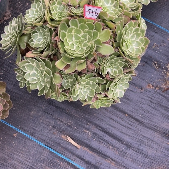 596海王多肉植物法师