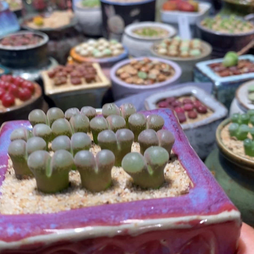 白窗b23 风铃一头。