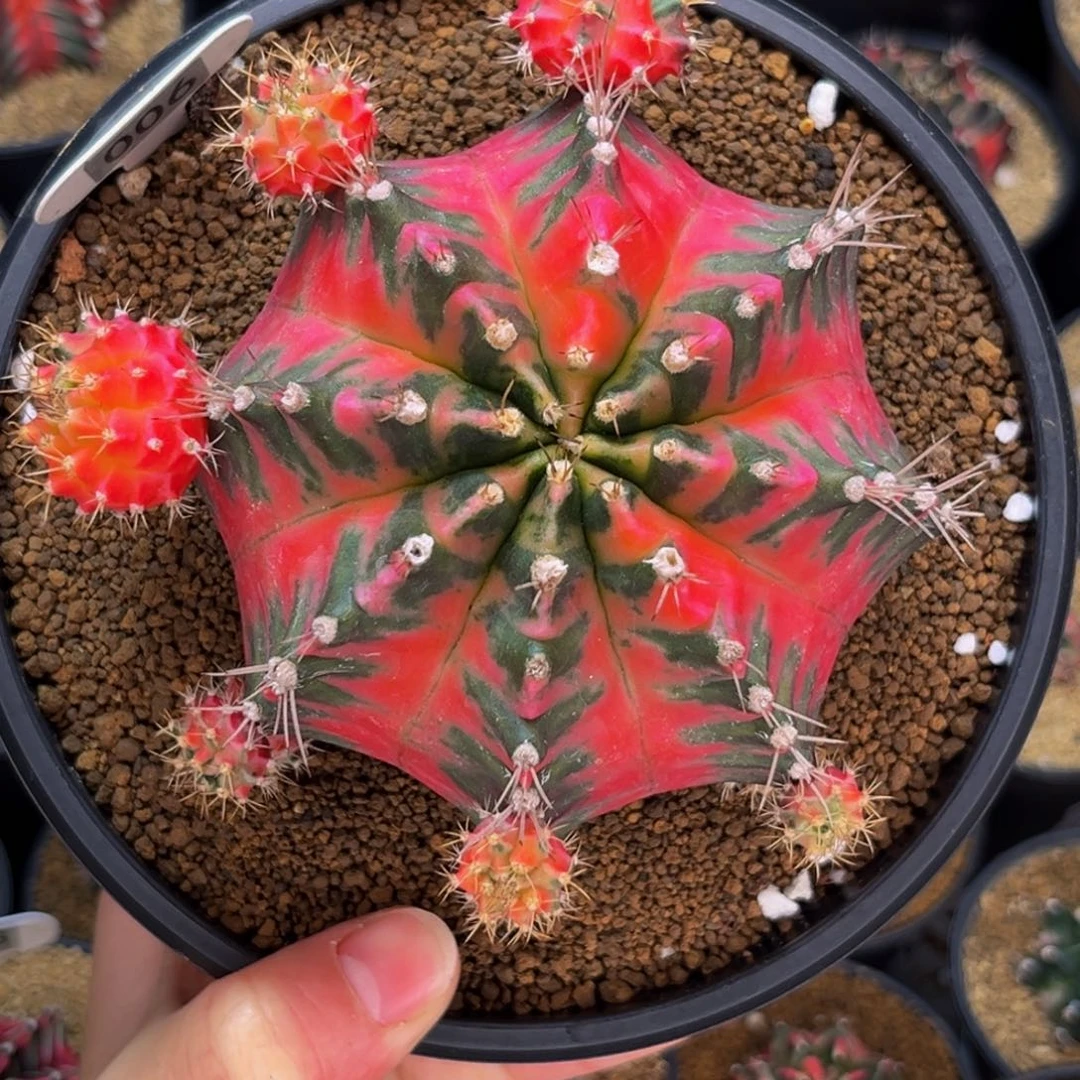 出侧芽 388一个 米哈仙人球