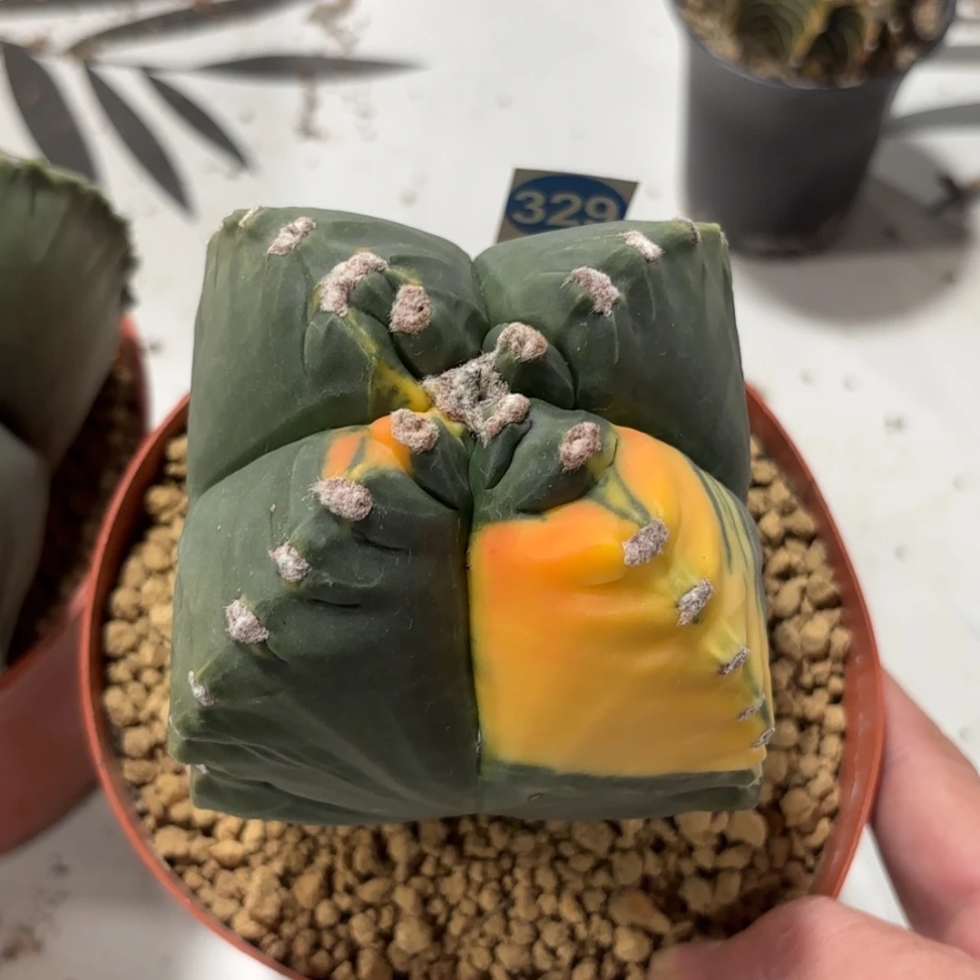 329实生龟甲鸾凤玉锦带盆带土发货