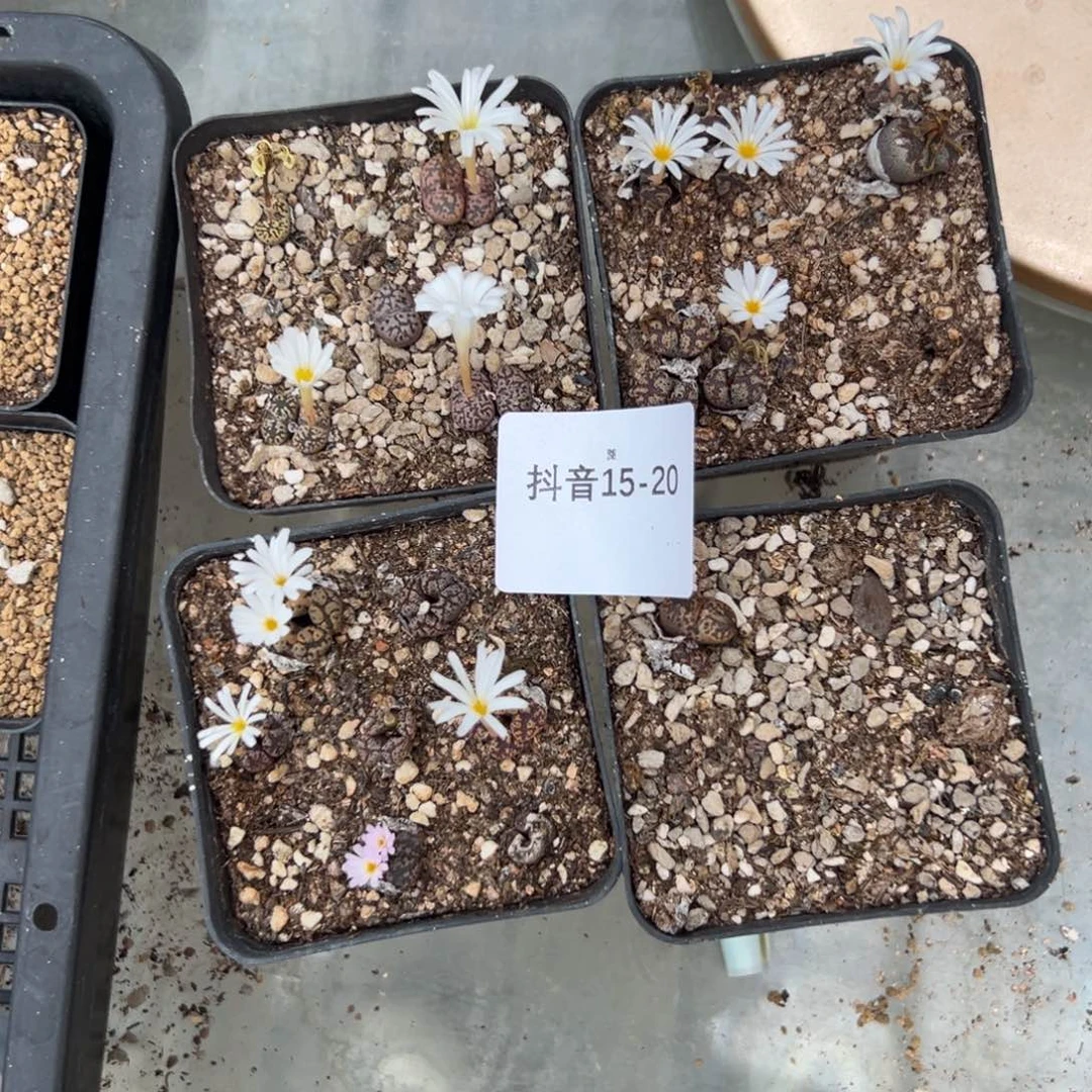 15-20肉锥多肉植物，