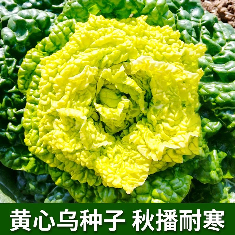 黄心乌种子黄心菜乌塌菜种籽秋季播耐寒农家菜园庭院蔬菜种孑