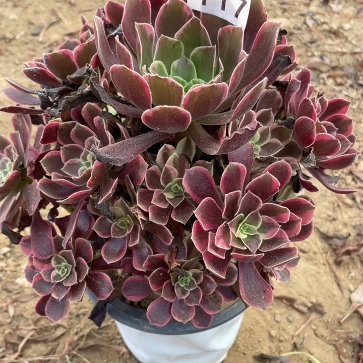 无花朵117多肉植物金丝雀