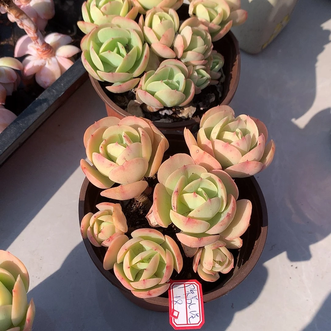 陈****务鸡蛋碧桃多肉两颗