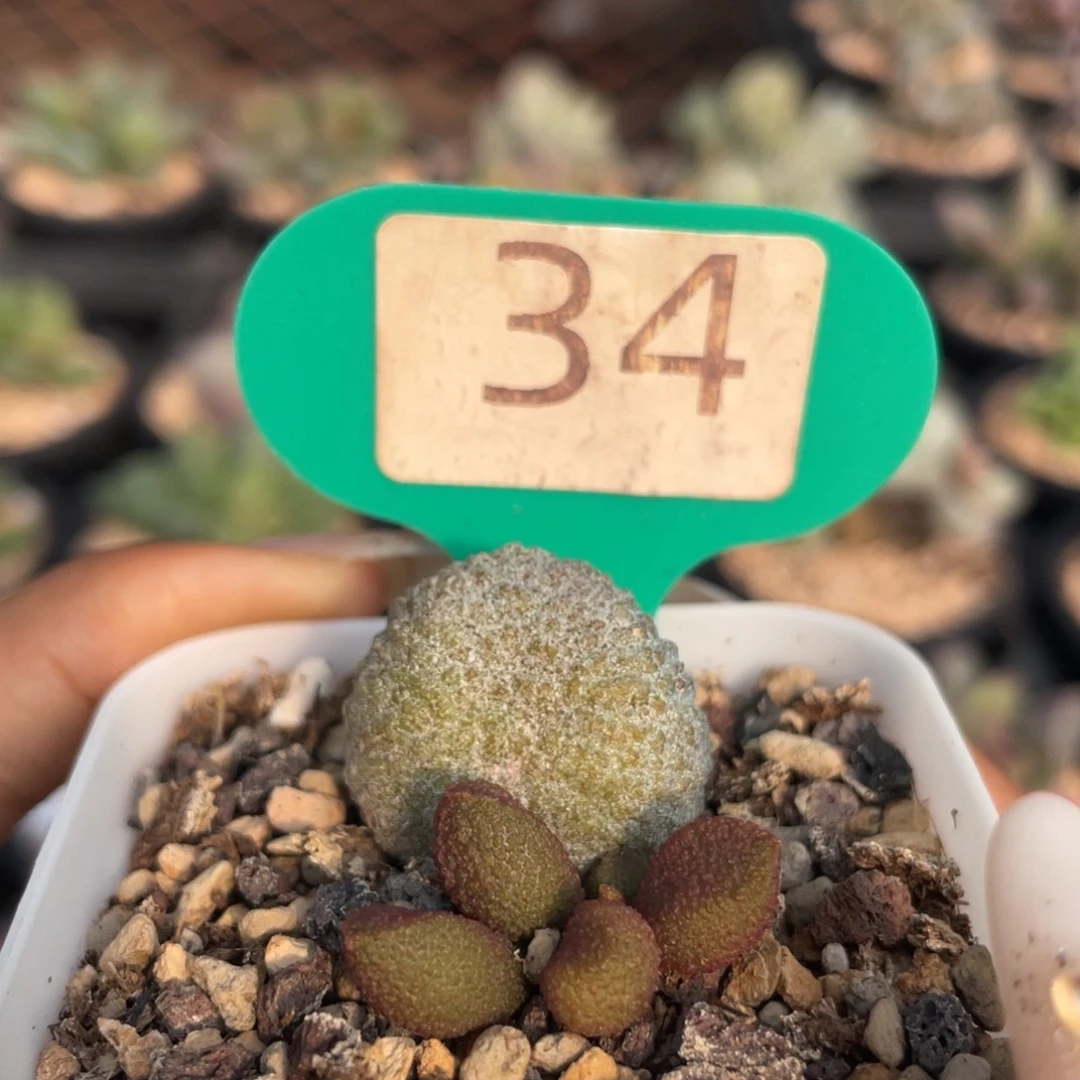 小*      黄金果。