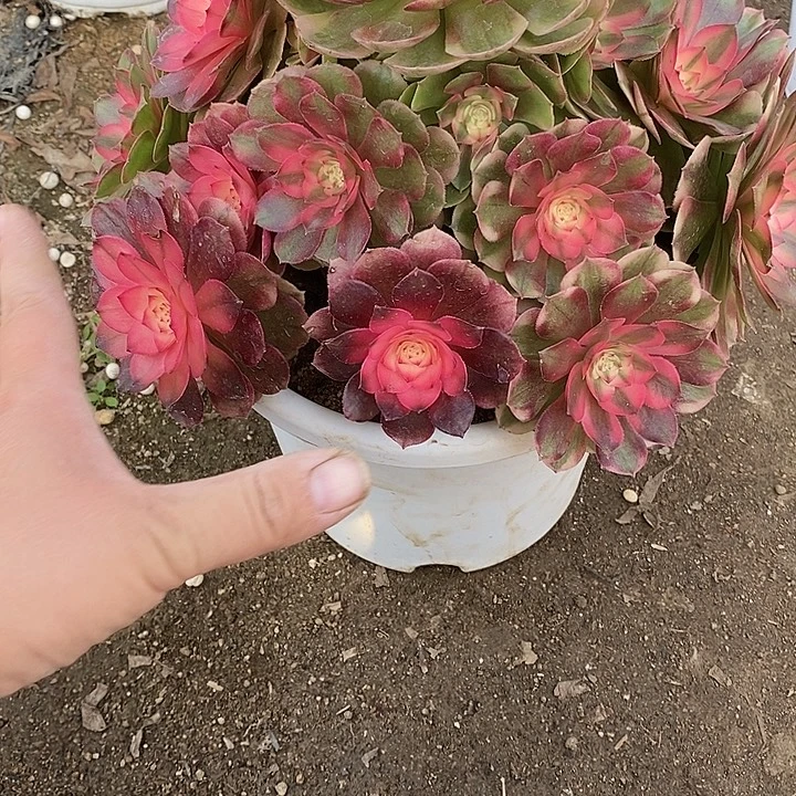 多肉植物荔枝552多肉植物