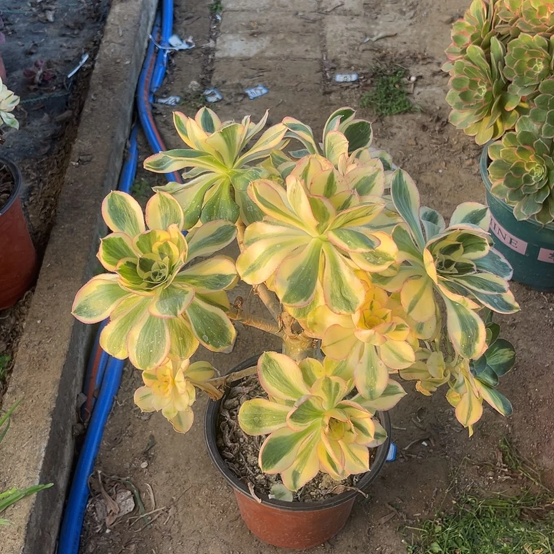 36燕姿无主头法师多肉植物