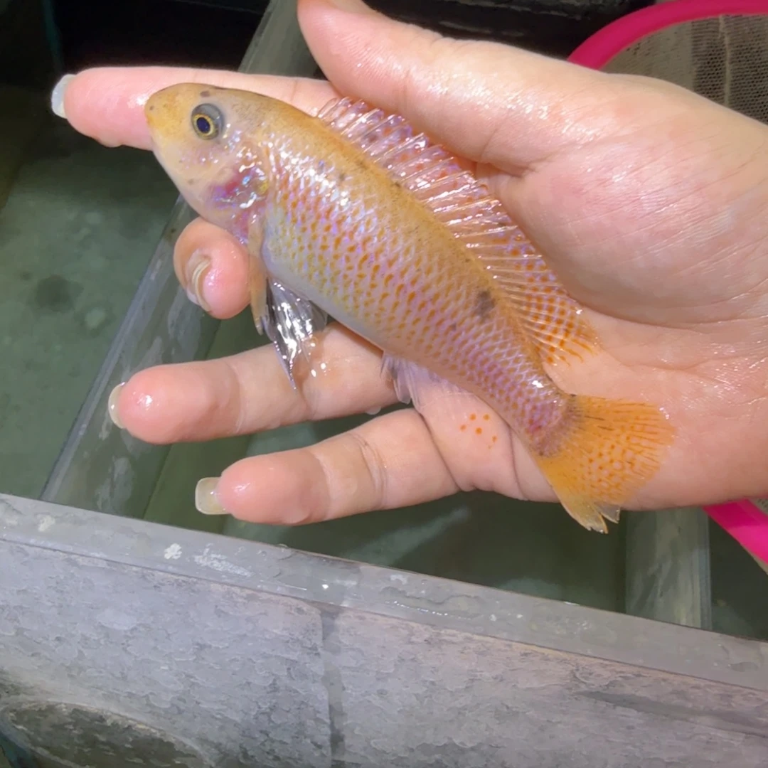 梧***司慈鲷鱼78号母鱼11