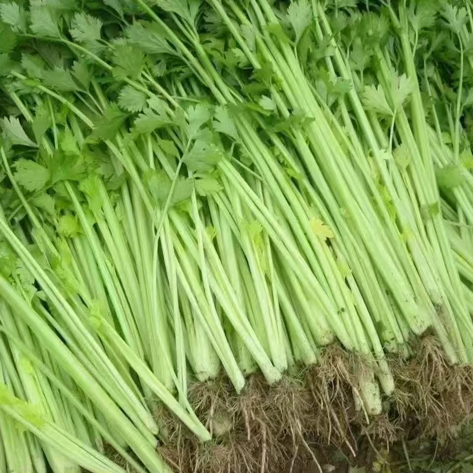 山东芹菜当季新鲜芹菜玻璃翠