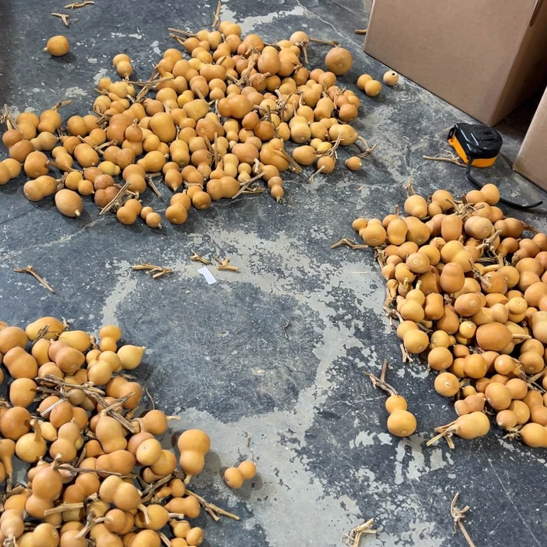 直播间小美葫芦批发325个