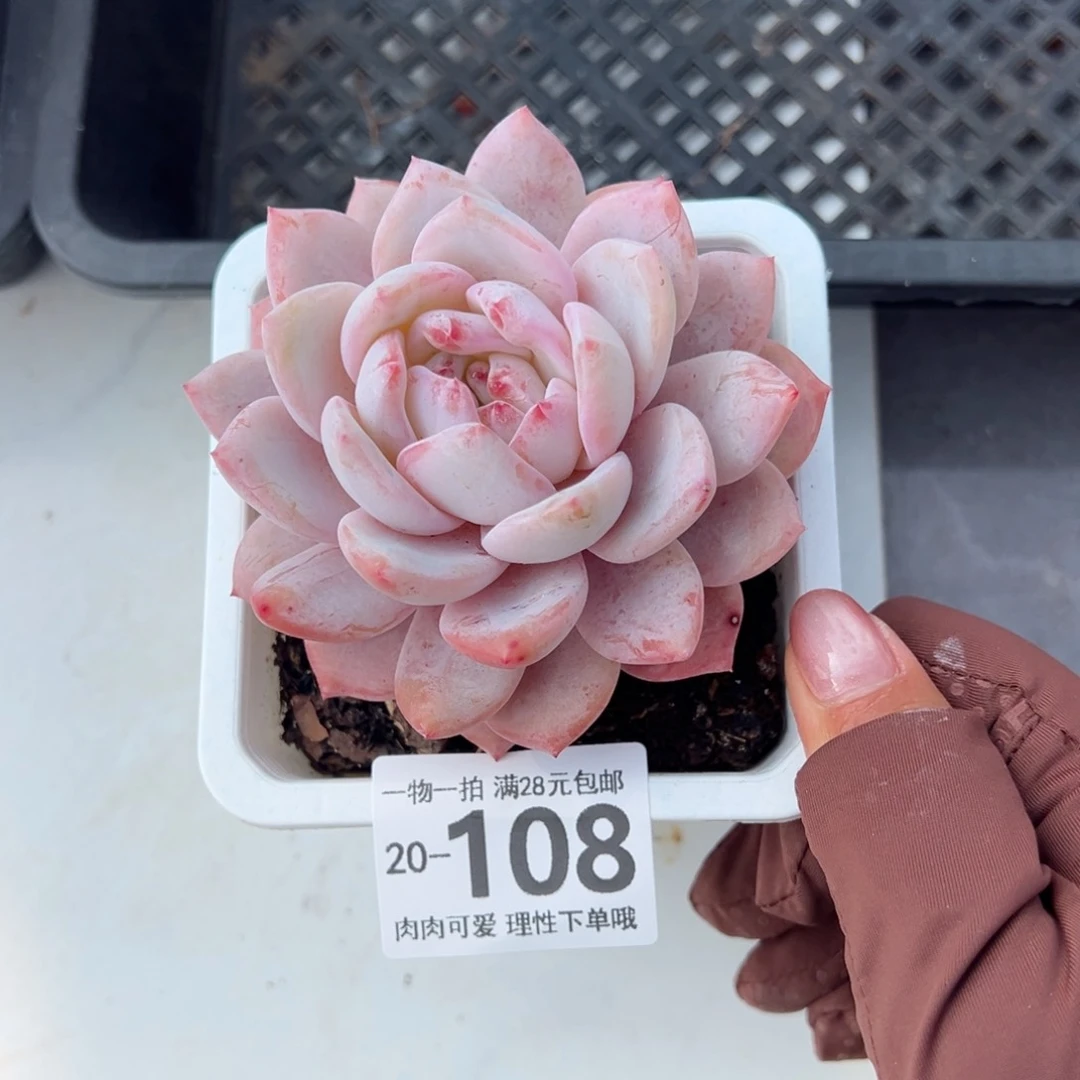 橙梦露多肉多肉多肉多肉