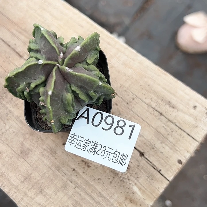 〆****o幸运的是你的朋友是