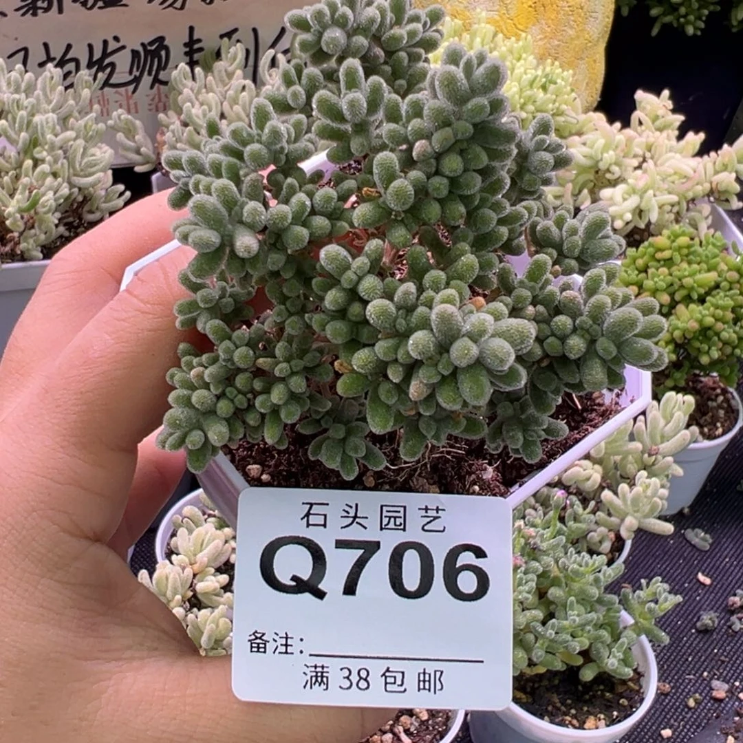 多肉植物枝干冰晶