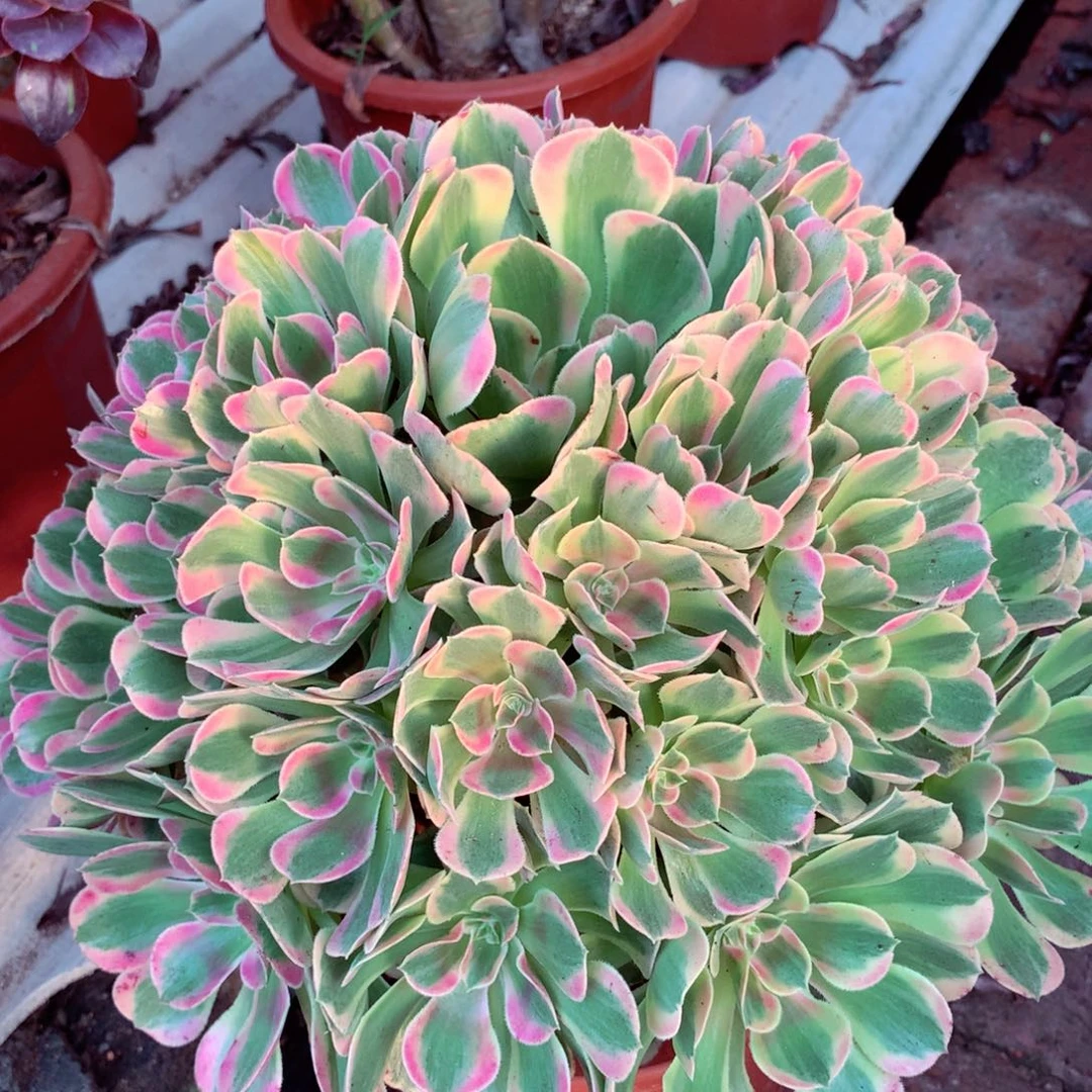 妖月捧花，多肉植物