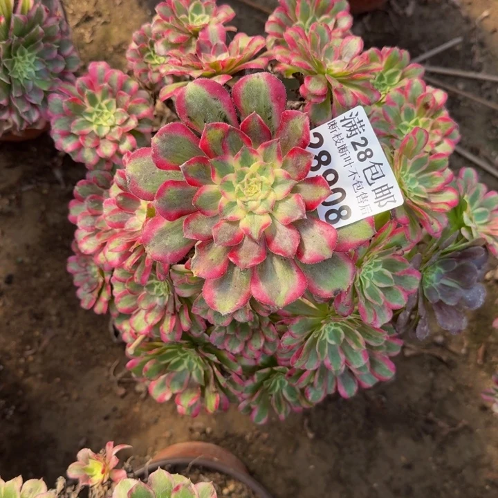 28908法师杆歪多肉植物