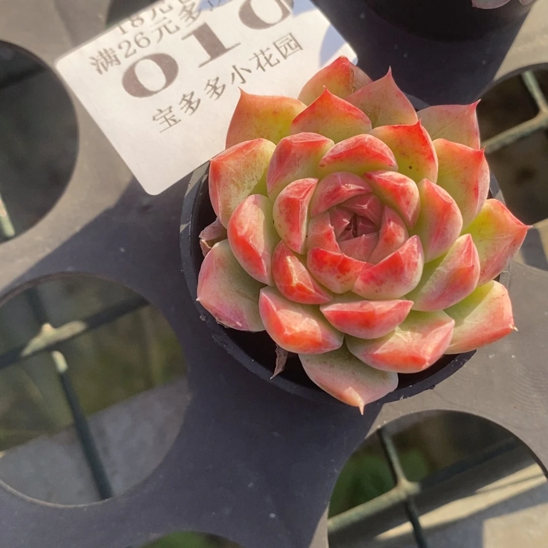 全状态小精控女王一物一拍满18包邮满26送一颗多肉