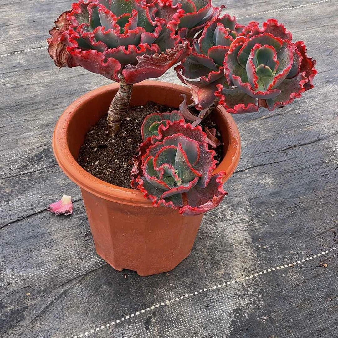 阿*桃紫婚纱多肉植物群