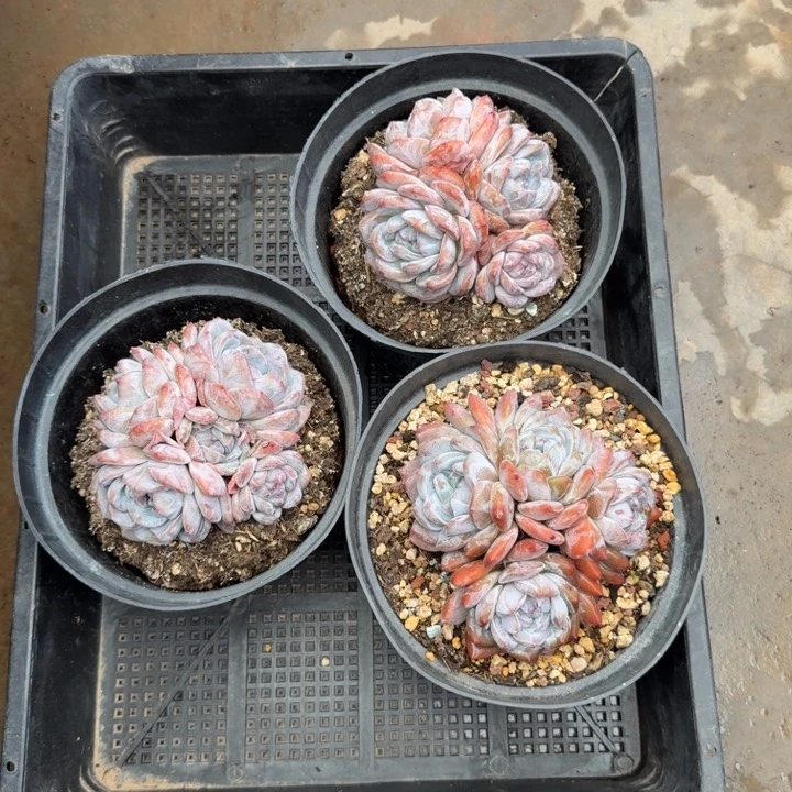 包子星星三颗一起的一组自拍的
