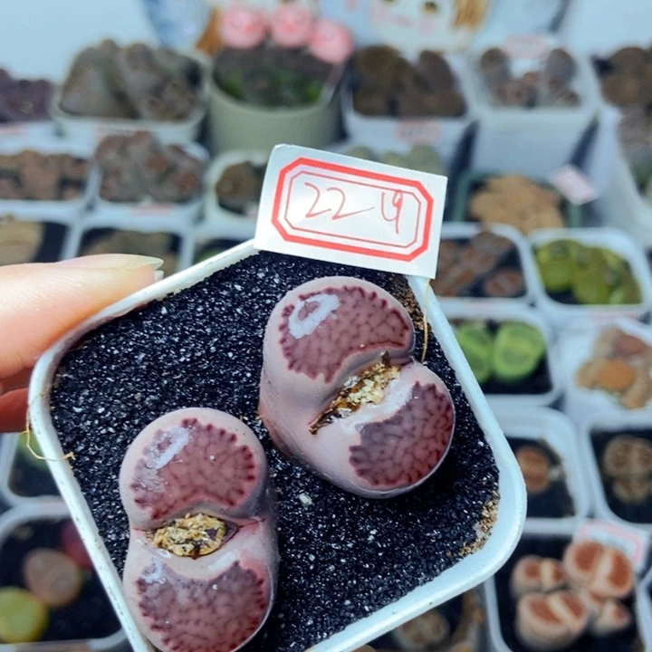 樱桃爱妃们的美肉