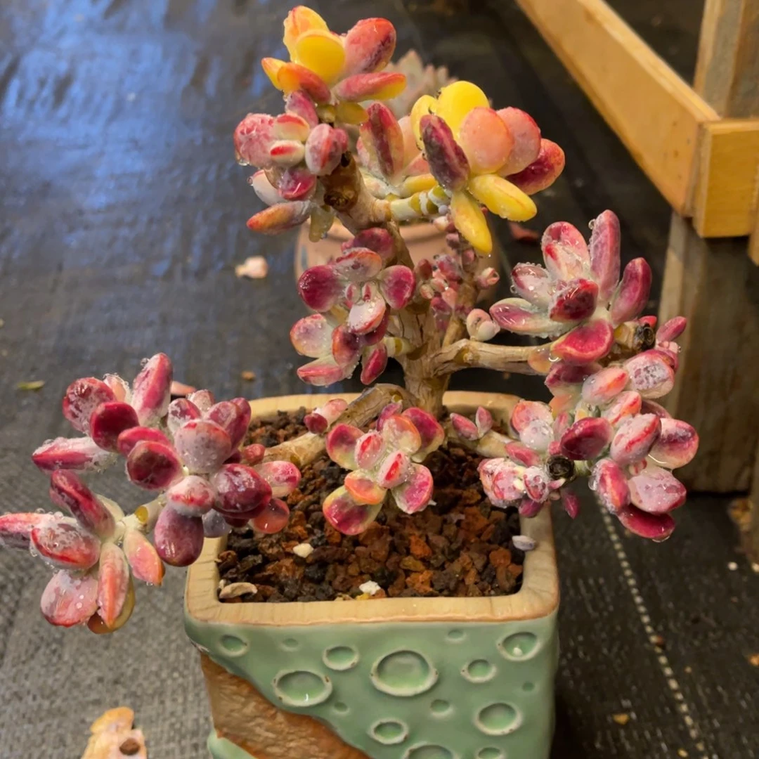 梅****03737373783383535