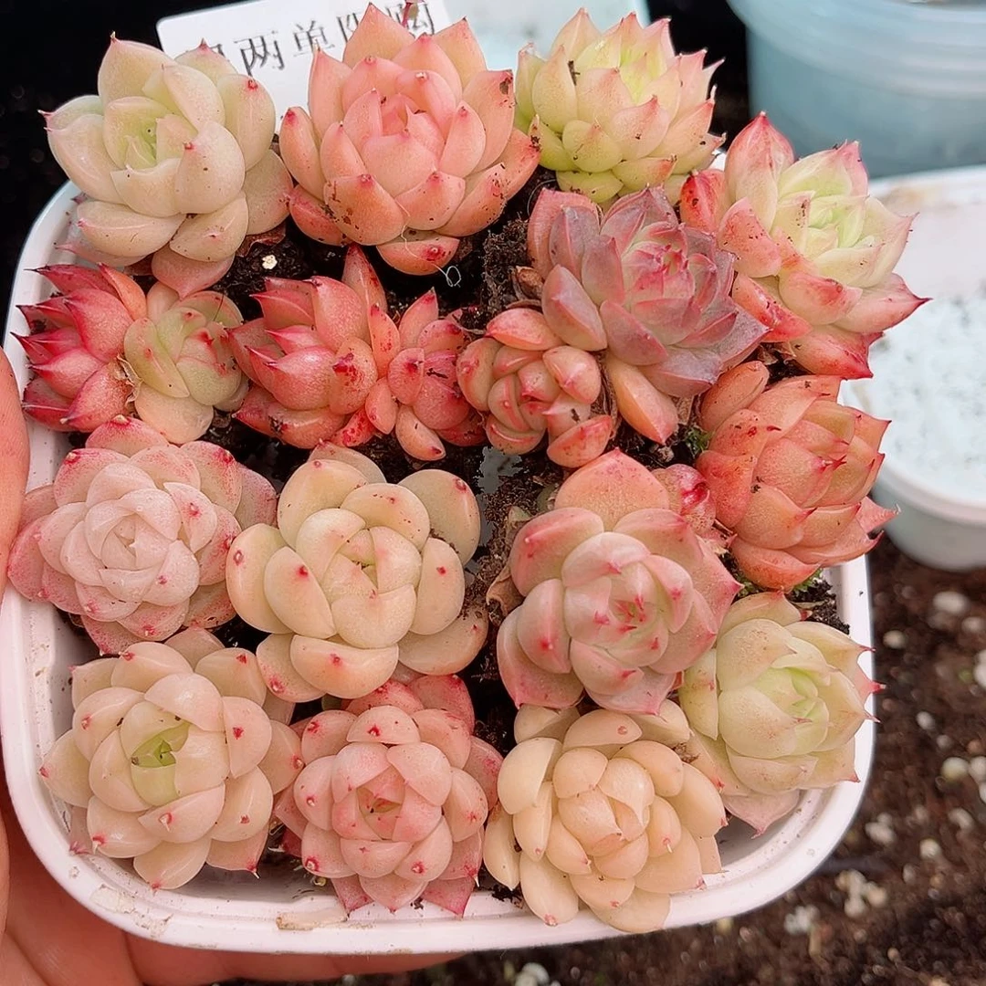 1-194 新疆西藏内蒙不发12.8包邮