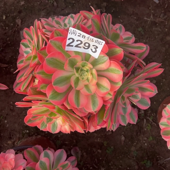 2293女巫多肉植物