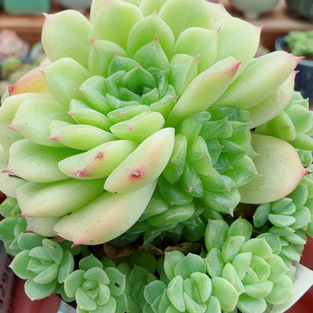 花语逸镜0929-11整捧花