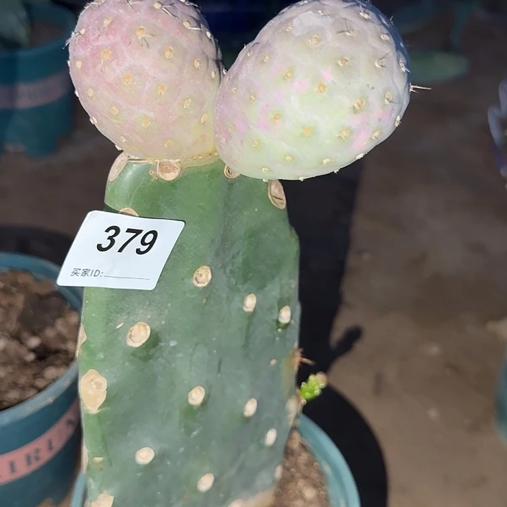 福利巨型紫皮月球坑379