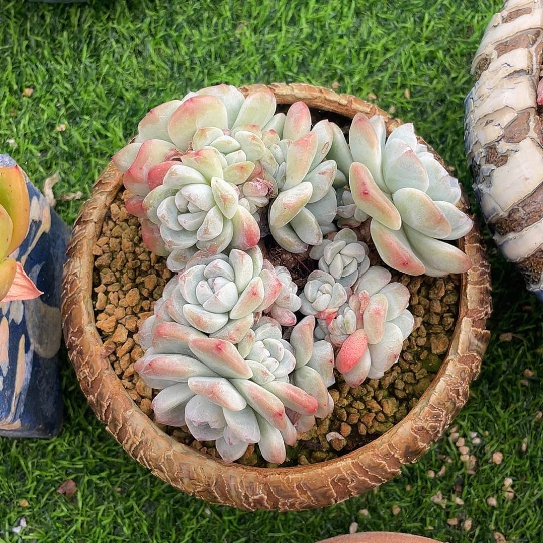 冰玉群生多肉植物一物一拍