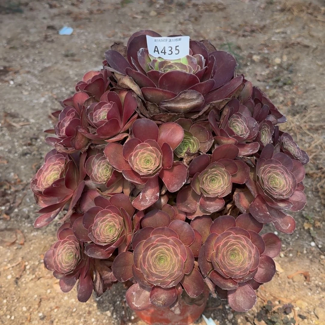 435魅金玫瑰多肉植物